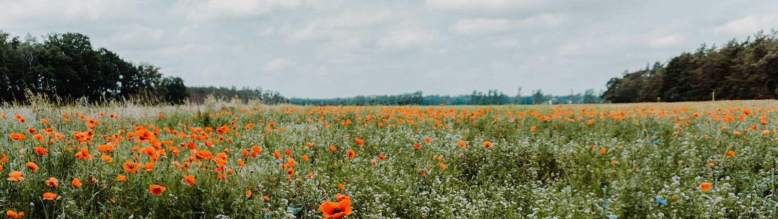 Unternehmensberaterin, Coach, Trainerin, Senior HR Leaderin, Expertin für Führungskräfte- und Talententwicklung | Britta Heissenberger